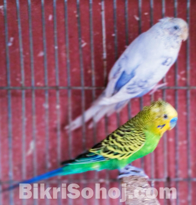 প্রাপ্তবয়স্ক বাজরিগার বিক্রি হবে